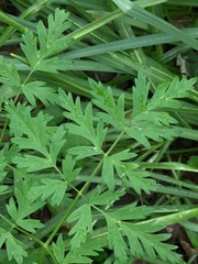 Ligusticum