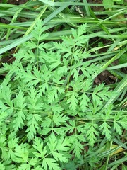 Ligusticum