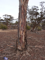 Eucalyptus prolixa