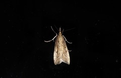Eudonia octophora