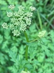 Ligusticum