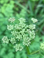 Ligusticum