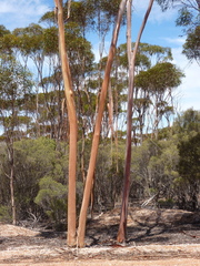 Eucalyptus urna