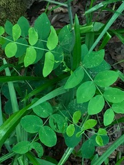 Lathyrus holochlorus