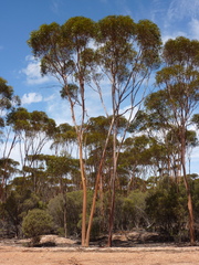 Eucalyptus urna