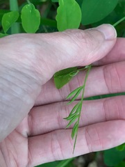 Lathyrus holochlorus
