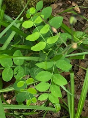 Lathyrus holochlorus