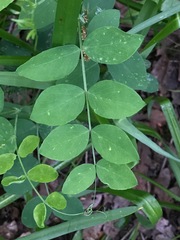 Lathyrus holochlorus