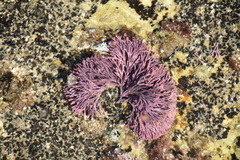 Amphiroa