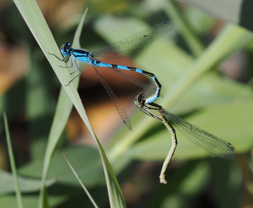Common Blue Damselfly