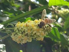 Apis mellifera