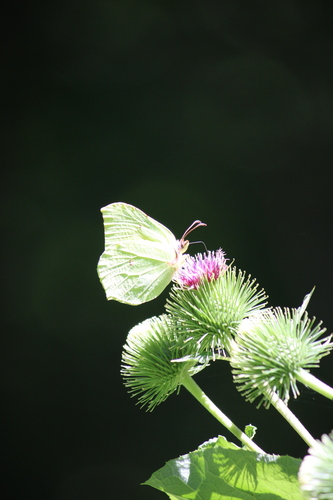 Common Brimstone