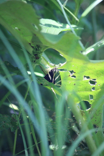 Jersey Tiger