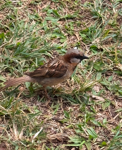 Passer domesticus observed 2026-07-26