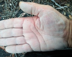 Eucalyptus mannifera