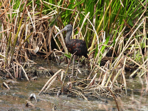 iNaturalist image