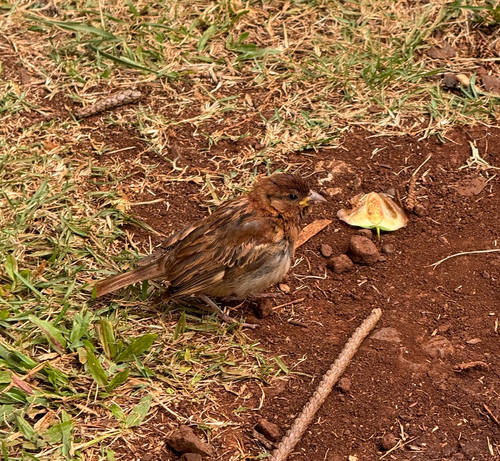 Passer domesticus observed 2026-07-26