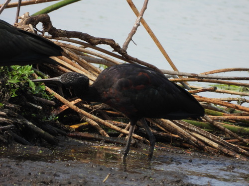 iNaturalist image