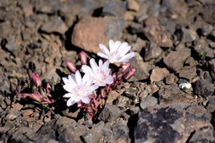Lewisia
