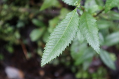 Caldcluvia paniculata