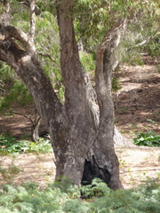 Eucalyptus rudis cratyantha
