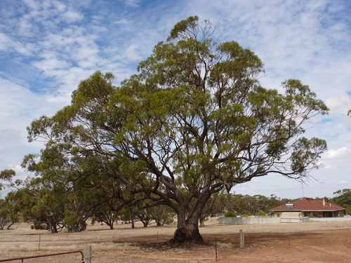 Eucalyptus loxophleba ssp. loxophleba