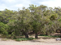 Eucalyptus rudis cratyantha
