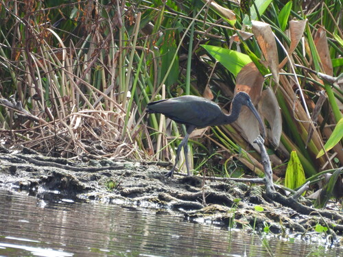iNaturalist image