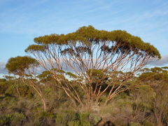Eucalyptus horistes