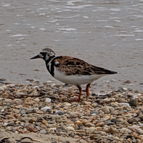 iNaturalist image
