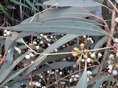 Eucalyptus mannifera