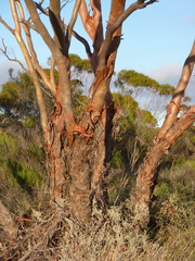 Eucalyptus horistes