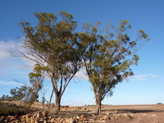 Eucalyptus arachnaea arrecta