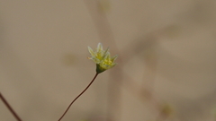 Eriogonum ordii
