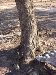 Eucalyptus arachnaea arrecta