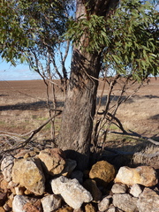 Eucalyptus arachnaea arrecta