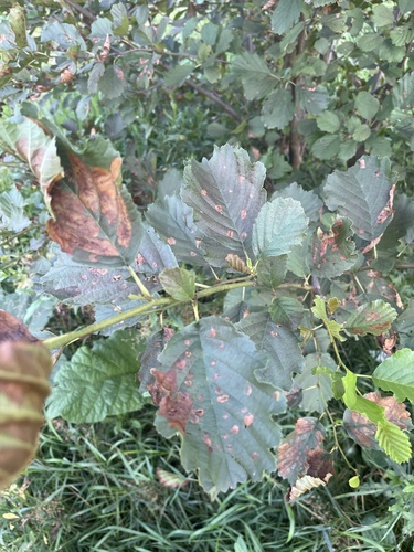 Наблюдение на iNaturalist