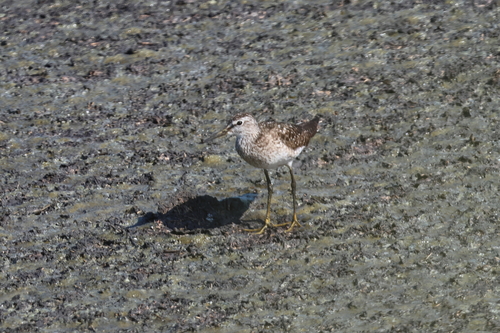 iNaturalist image