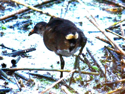 iNaturalist image