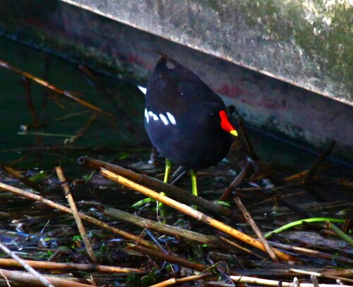 iNaturalist image