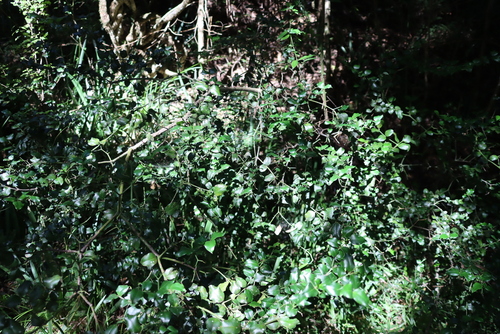 Carissa bispinosa, photograph 6