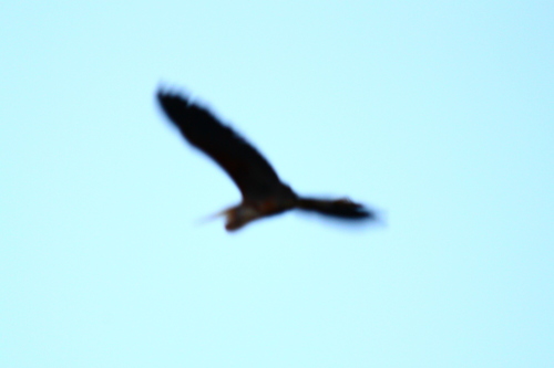 iNaturalist image