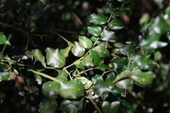 Carissa bispinosa, photograph (c) Tony Rebelo, some rights reserved (CC BY-SA)