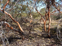 Eucalyptus diminuta