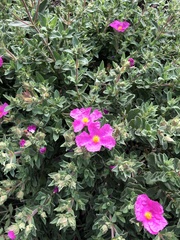 Cistus