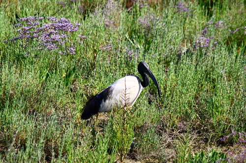 iNaturalist image