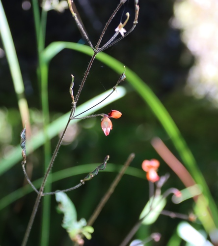 Hylodesmum repandum, photograph 5