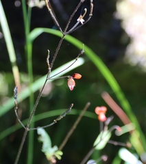 (c) Tony Rebelo, some rights reserved (CC BY-SA) Hylodesmum repandum, photograph (c) Tony Rebelo, some rights reserved (CC BY-SA)