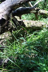 Hylodesmum repandum, photograph (c) Tony Rebelo, some rights reserved (CC BY-SA)