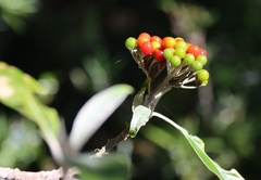 Solanum giganteum